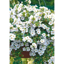 Bacopa T10,5 ^ Plantiflor Online