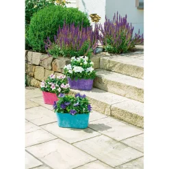 Ballonblume Ton in Ton Topf- Durchmesser 12 cm ^ Plantiflor Online