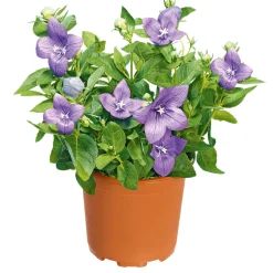 Ballonblume Ton in Ton Topf- Durchmesser 12 cm ^ Plantiflor Online