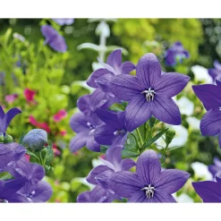 Ballonblume Ton in Ton Topf- Durchmesser 12 cm ^ Plantiflor Online