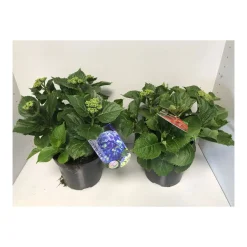 Bauernhortensien versch Farben Topf Durchmesser 20 cm ^ Plantiflor Discount