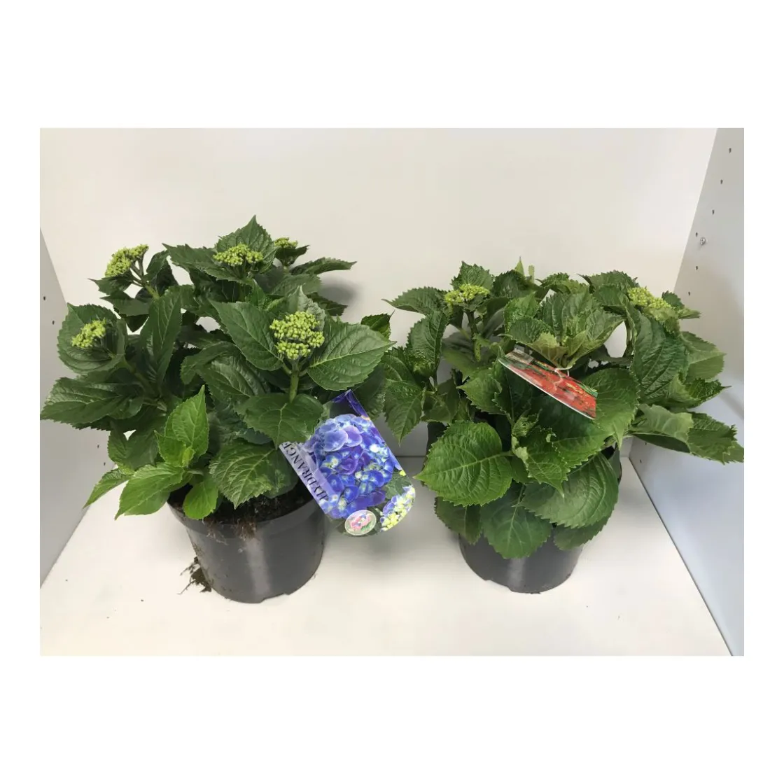 Bauernhortensien versch Farben Topf Durchmesser 20 cm ^ Plantiflor Discount