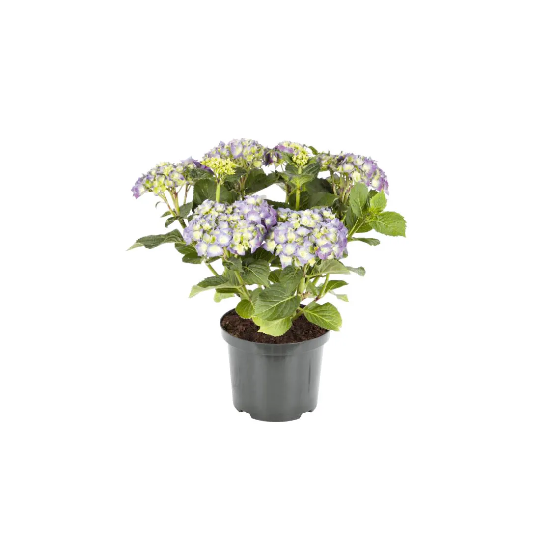 Bauernhortensien versch Farben Topf Durchmesser 20 cm ^ Plantiflor Discount