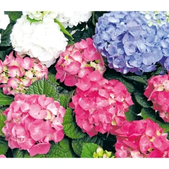 Bauernhortensien versch Farben Topf Durchmesser 20 cm ^ Plantiflor Discount