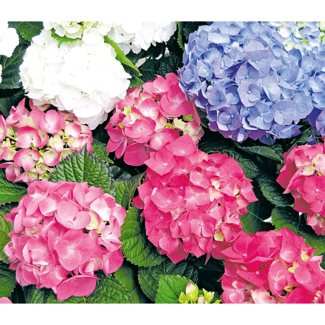 Bauernhortensien versch Farben Topf Durchmesser 20 cm ^ Plantiflor Discount