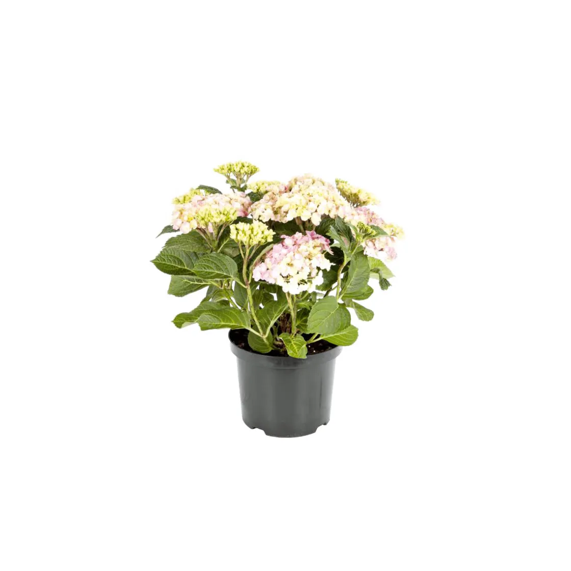 Bauernhortensien versch Farben Topf Durchmesser 20 cm ^ Plantiflor Discount
