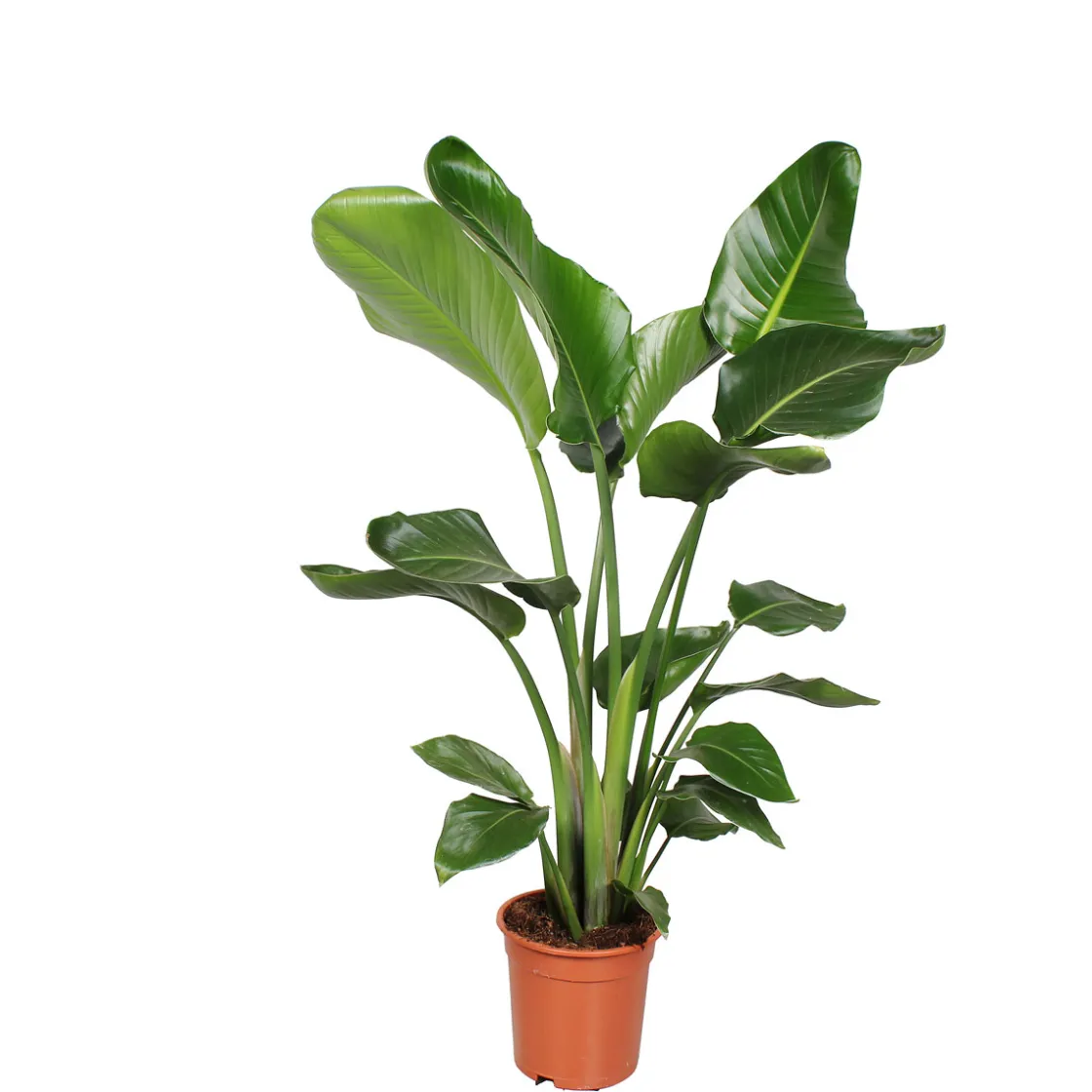 Baumstrelitzie Topf 19 cm ^ Plantiflor