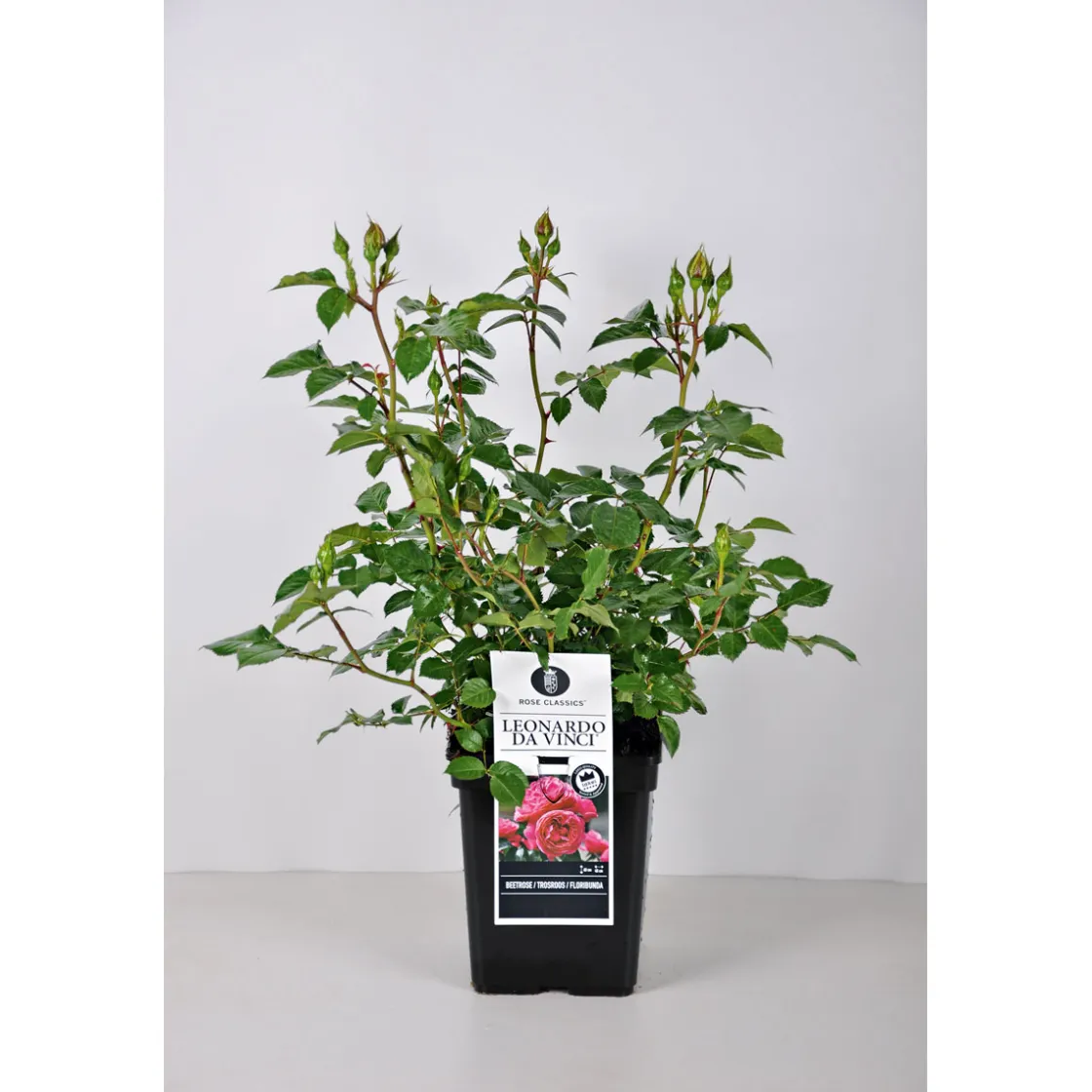 Beet-Duftrose rot Topf 23 cm ^ Plantiflor New