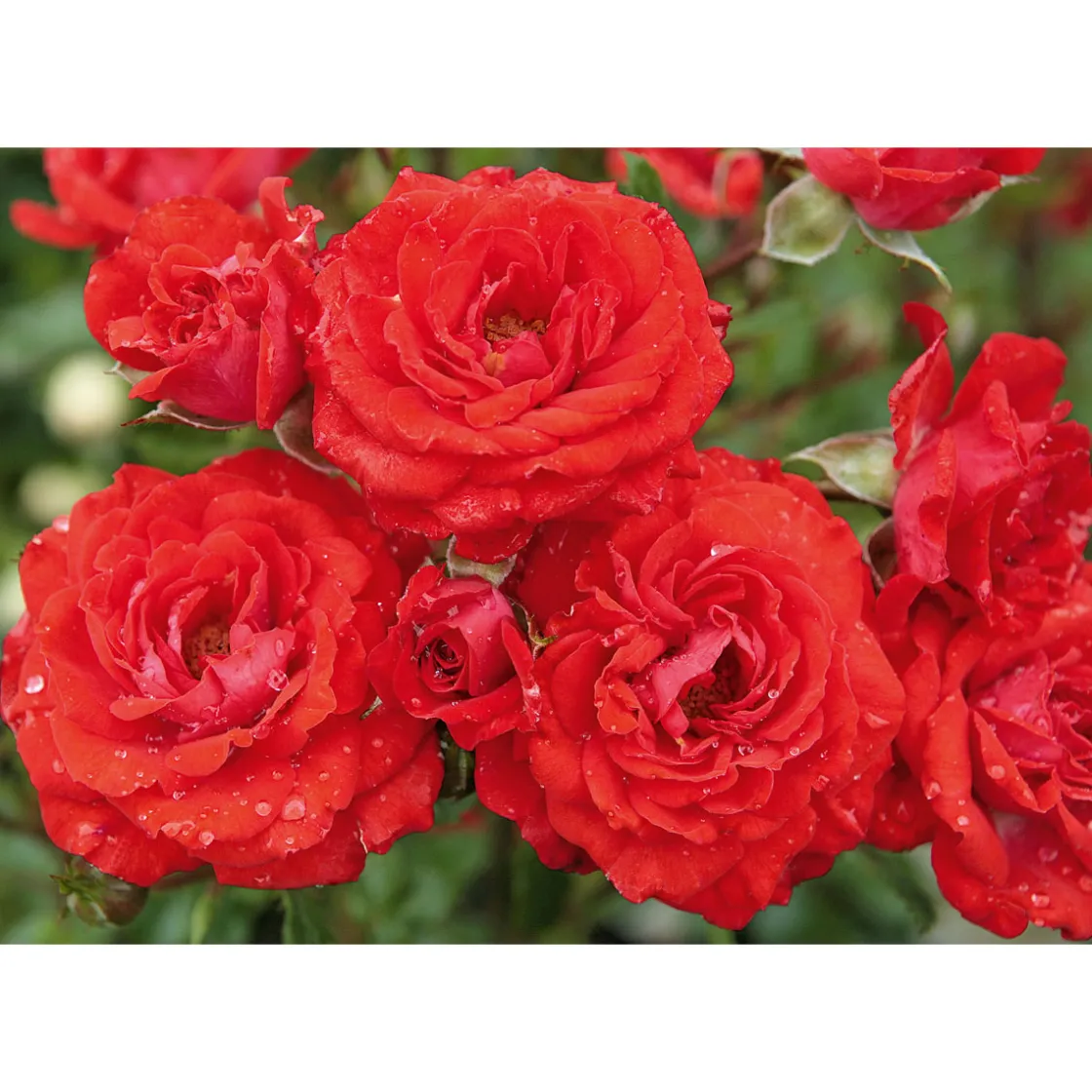 Beet-Duftrose rot Topf 23 cm ^ Plantiflor New