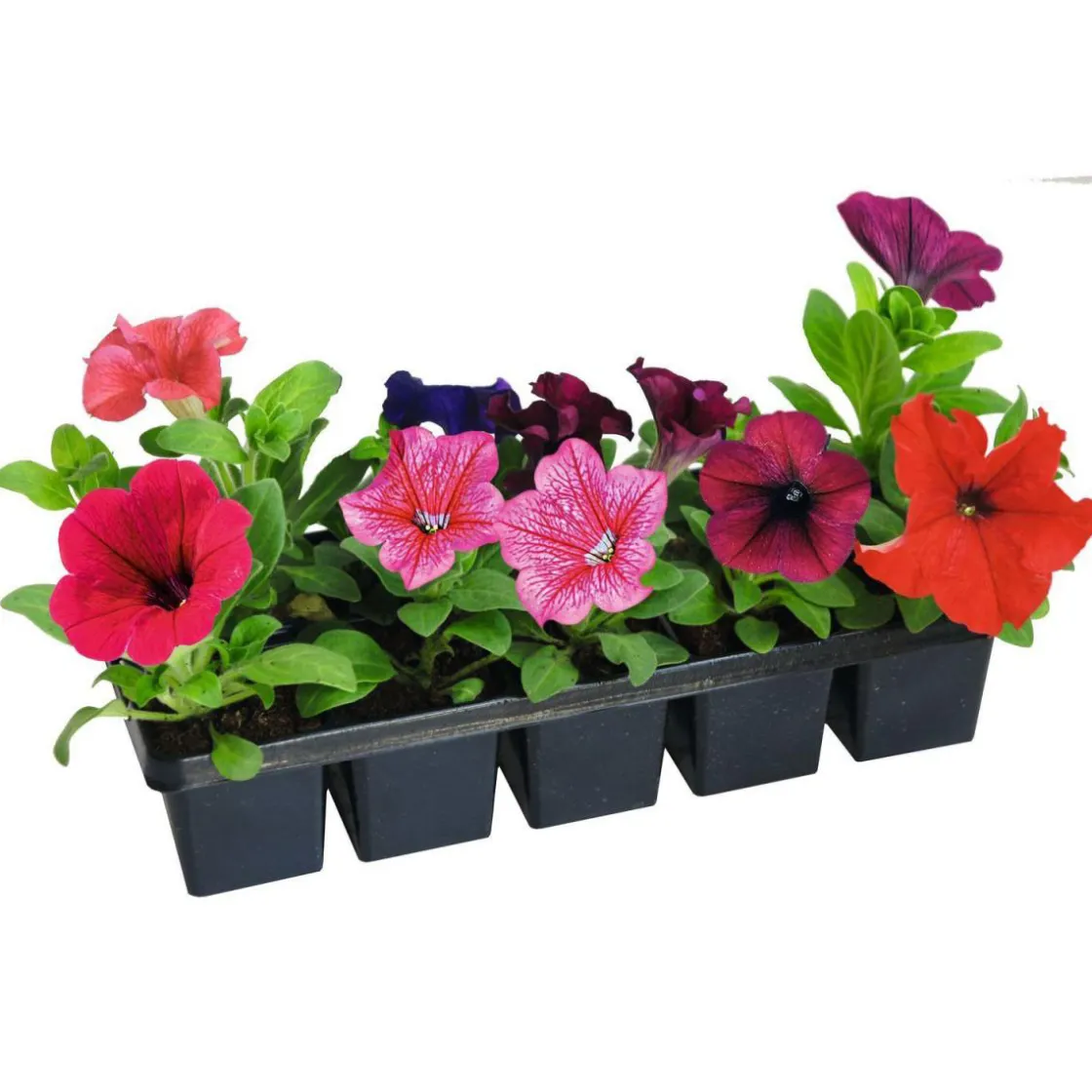 Beet- und Balkonpflanzen Sommerblumen 10er-Pack ^ Plantiflor Clearance