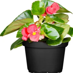 Begonie Durchmesser 13 cm ^ Plantiflor Outlet