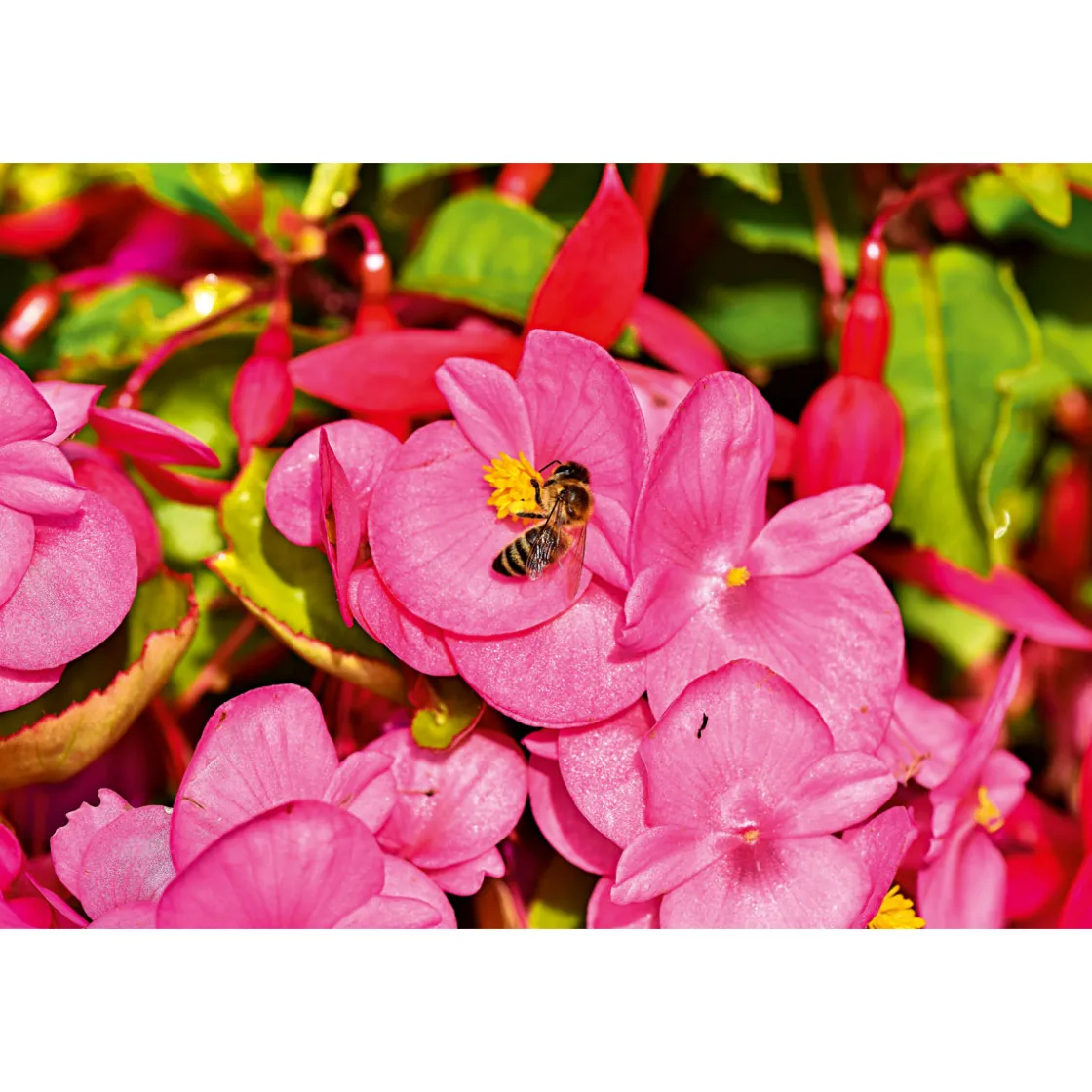 Begonie Durchmesser 13 cm ^ Plantiflor Outlet