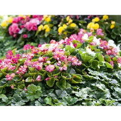 Begonie Durchmesser 13 cm ^ Plantiflor Outlet