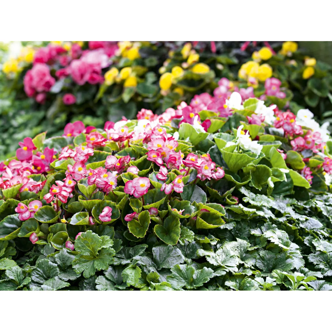 Begonie Durchmesser 13 cm ^ Plantiflor Outlet