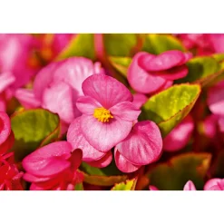 Begonie Durchmesser 13 cm ^ Plantiflor Outlet