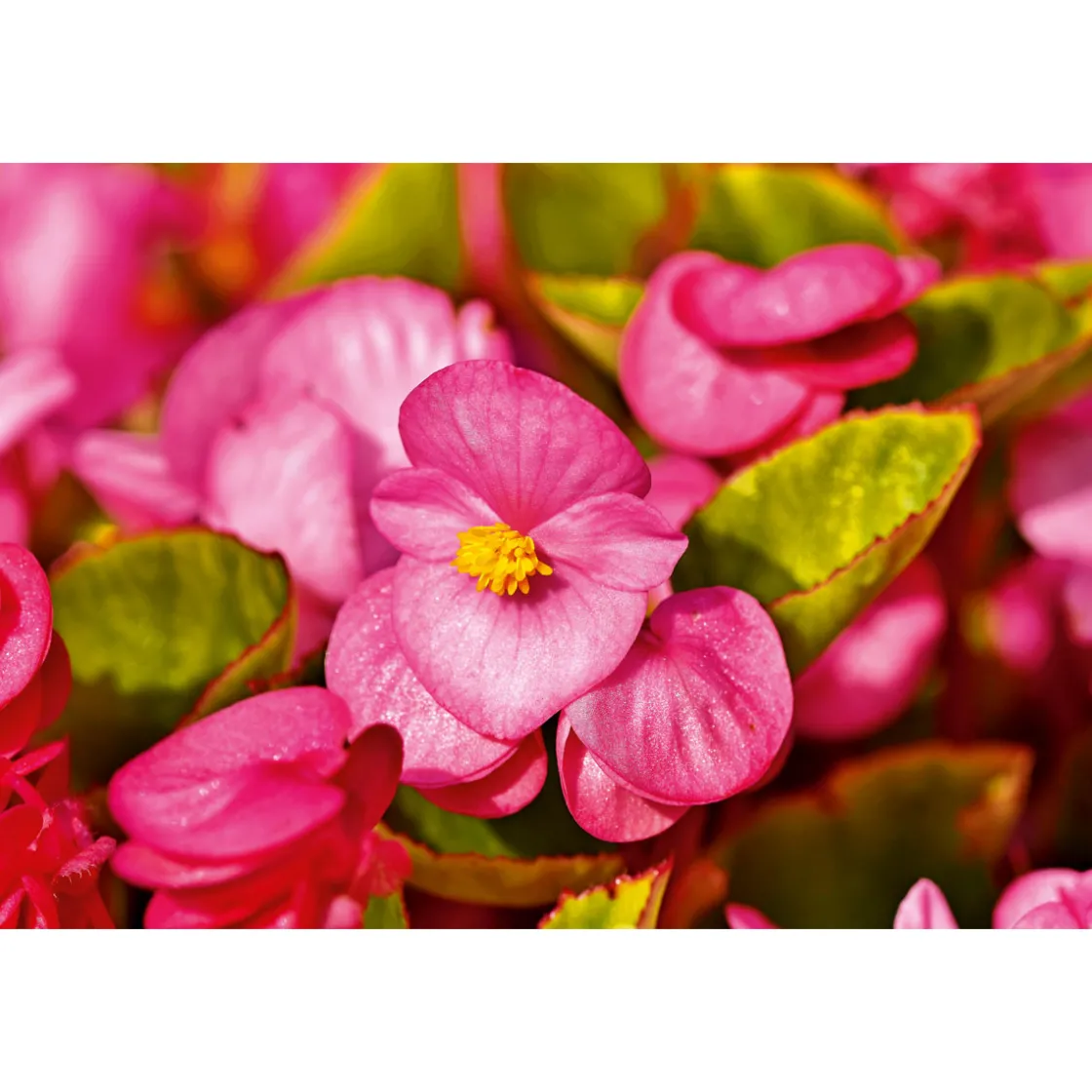 Begonie Durchmesser 13 cm ^ Plantiflor Outlet