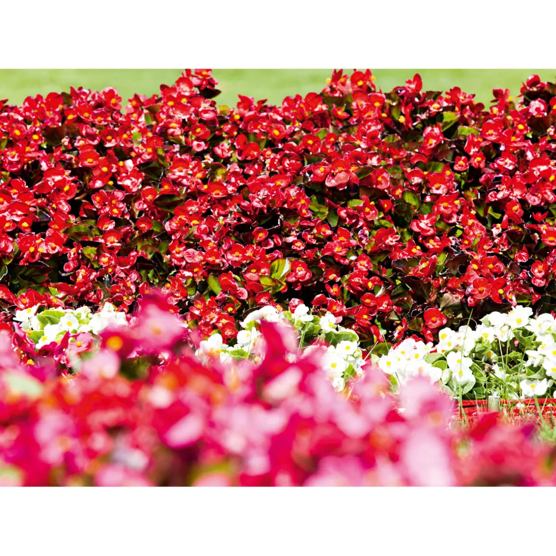 Begonie Durchmesser 13 cm ^ Plantiflor Outlet