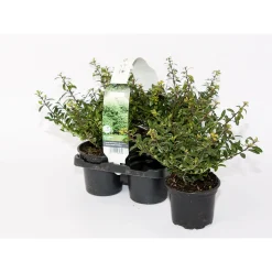 Berg-Ilex Stokes 4er-Pack ^ Plantiflor Sale