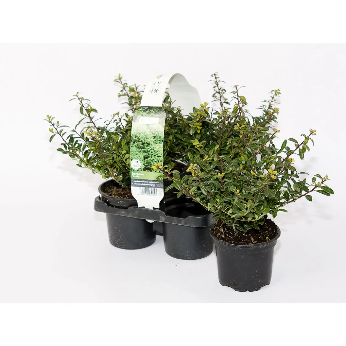 Berg-Ilex Stokes 4er-Pack ^ Plantiflor Sale