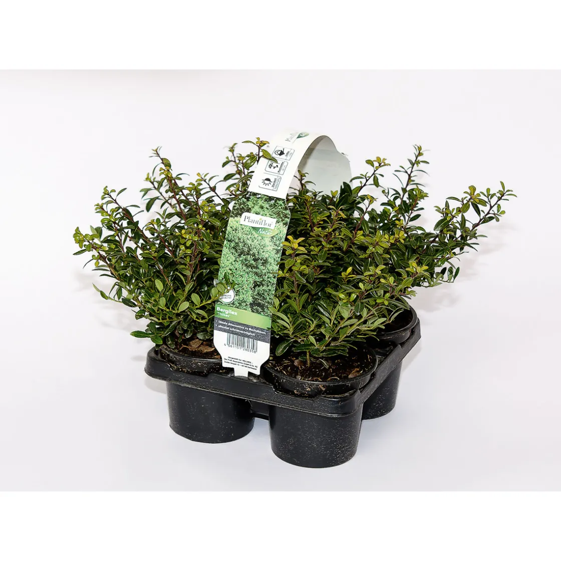 Berg-Ilex Stokes 4er-Pack ^ Plantiflor Sale