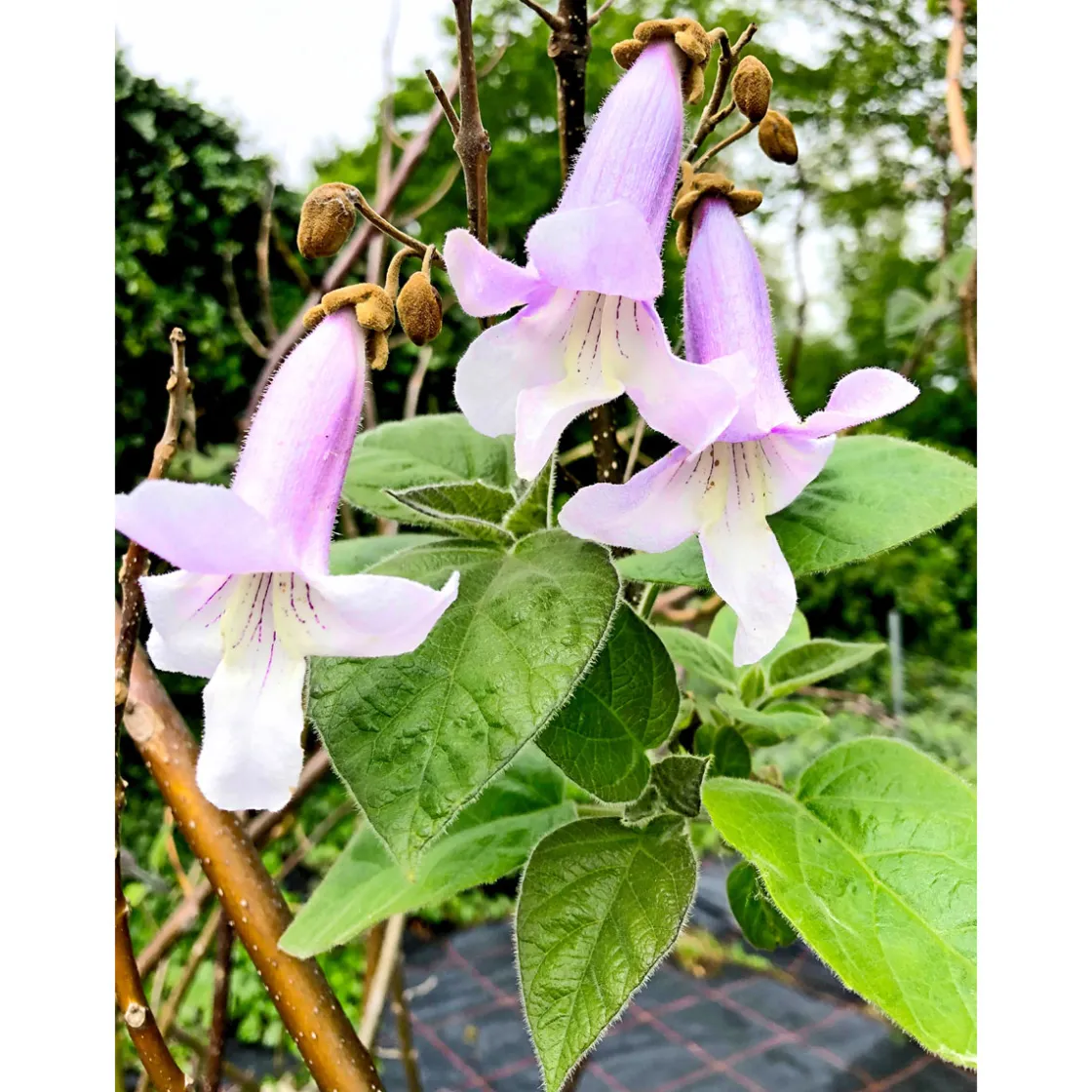 Bio-CO-Klimabaum Kiri-Baum Topf Durchmesser 21 cm ^ Plantiflor Clearance