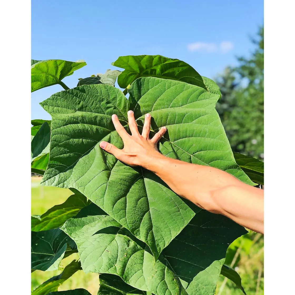 Bio-CO-Klimabaum Kiri-Baum Topf Durchmesser 21 cm ^ Plantiflor Clearance