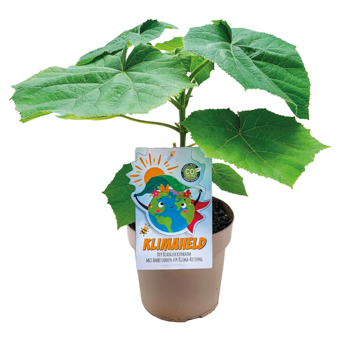 Bio-CO-Klimabaum Kiri-Baum Topf Durchmesser 21 cm ^ Plantiflor Clearance