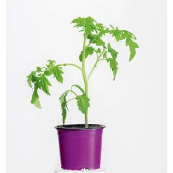 Bio Gourmet Tomaten Ananas Topf Durchmesser 11 cm ^ Plantiflor