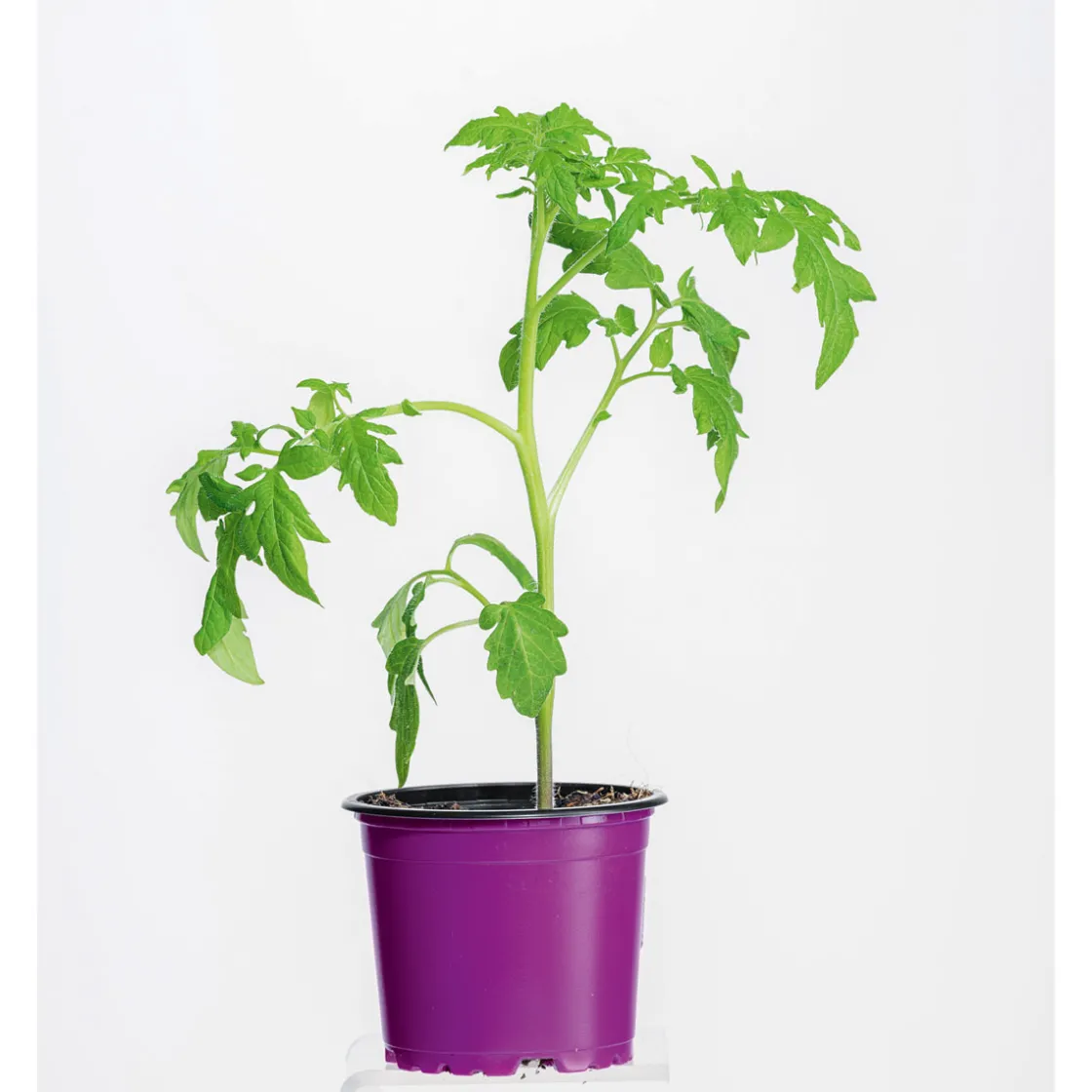 Bio Gourmet Tomaten Ananas Topf Durchmesser 11 cm ^ Plantiflor