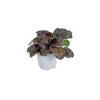 Bodendecker-Stauden Pflasta la Vista Topf 13 cm ^ Plantiflor New