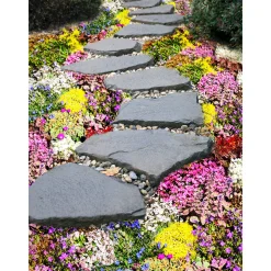 Bodendecker-Stauden Pflasta la Vista Topf 13 cm ^ Plantiflor New