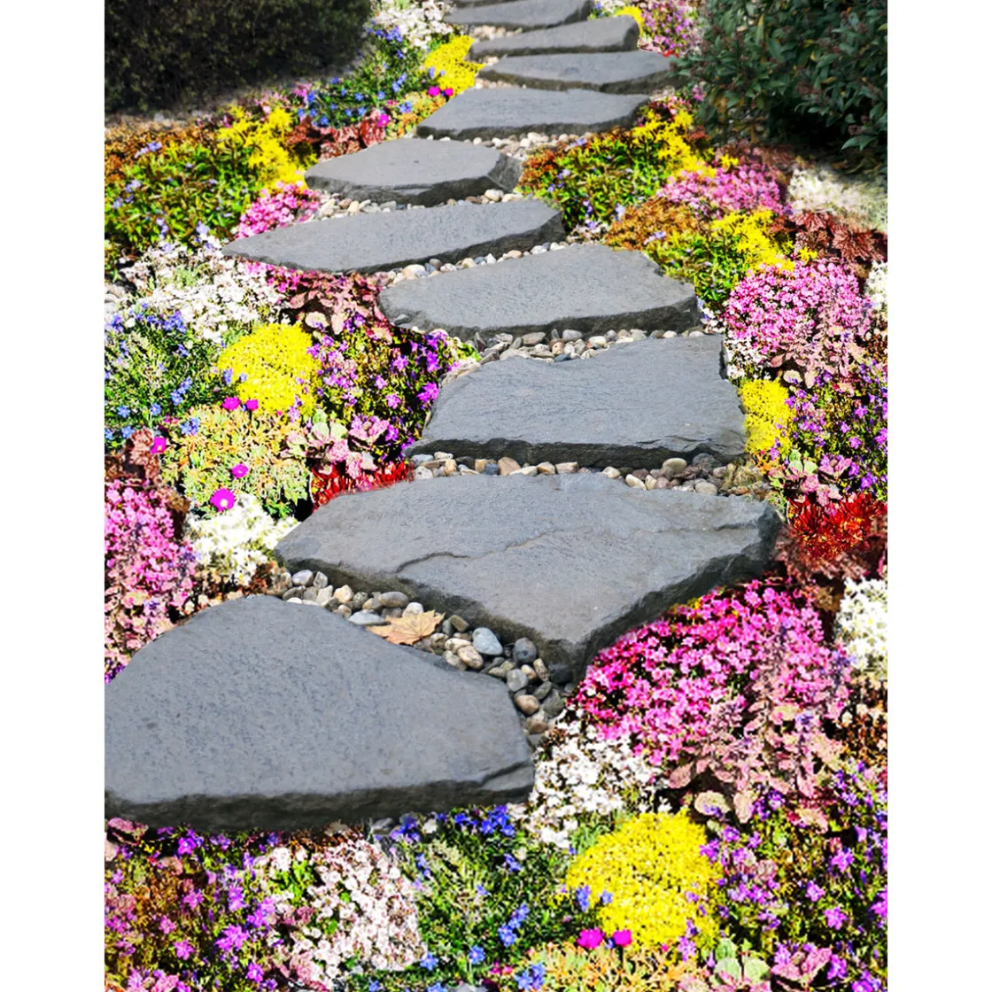Bodendecker-Stauden Pflasta la Vista Topf 13 cm ^ Plantiflor New
