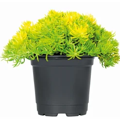 Bodendecker-Stauden Pflasta la Vista Topf 13 cm ^ Plantiflor New