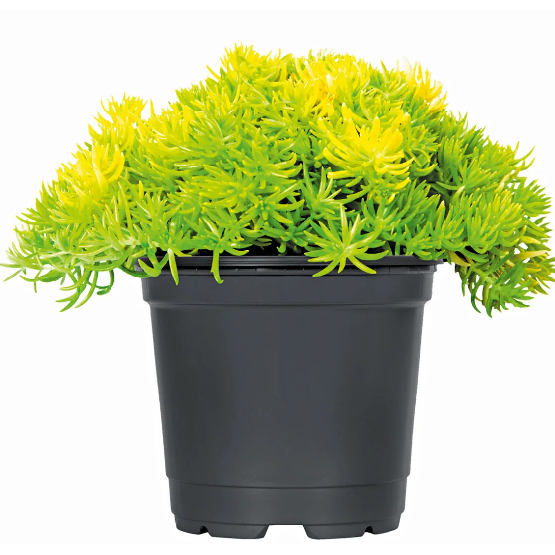 Bodendecker-Stauden Pflasta la Vista Topf 13 cm ^ Plantiflor New