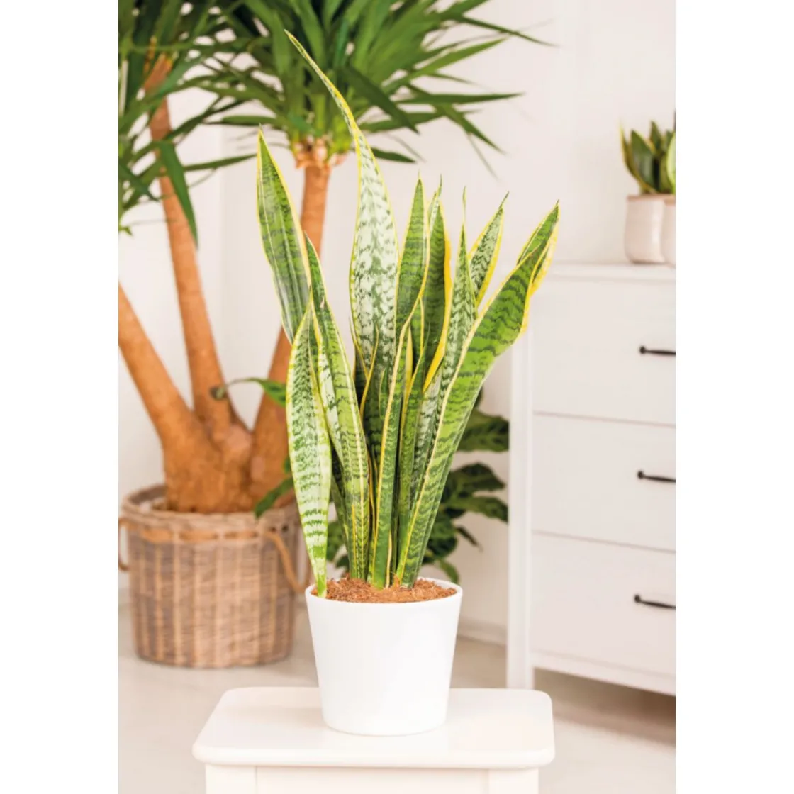 Bogenhanf Laurentii Zeylanica T12 ^ Plantiflor New