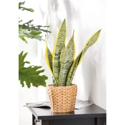 Bogenhanf Laurentii Zeylanica T12 ^ Plantiflor New