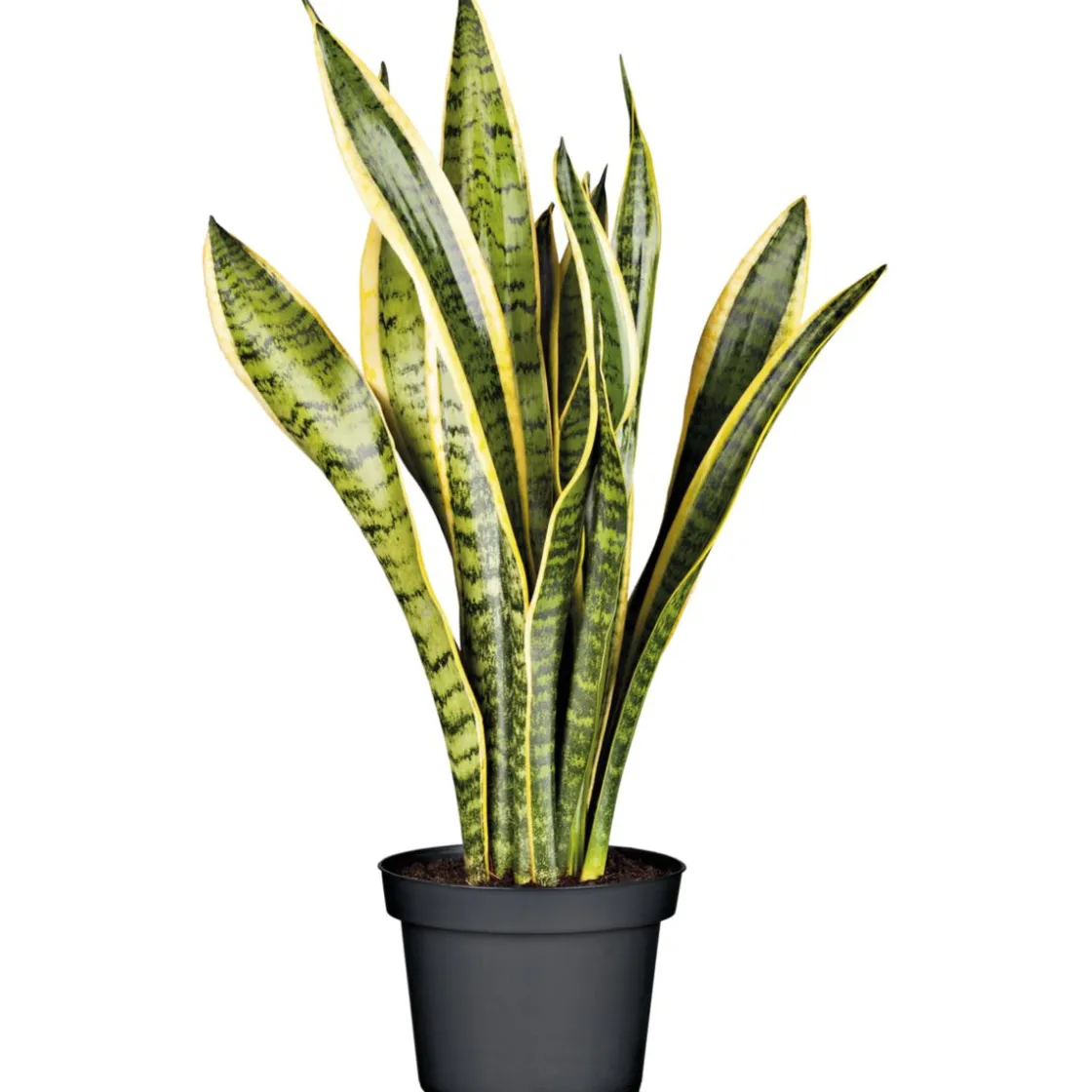 Bogenhanf Laurentii Zeylanica T12 ^ Plantiflor New