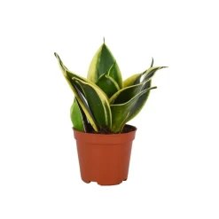 Bogenhanf Sansevieria hahnii Mix, Topf-Durchmesser 8 cm ^ Plantiflor New