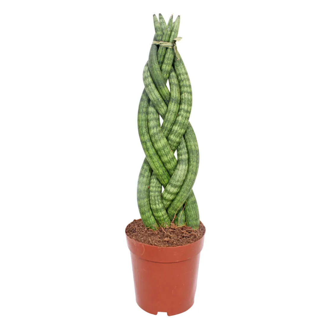 Bogenhanf Topf Durchmesser 12 cm ^ Plantiflor Online