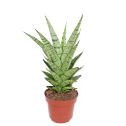 Bogenhanf Topf Durchmesser 12 cm ^ Plantiflor Online