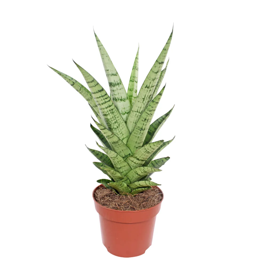 Bogenhanf Topf Durchmesser 12 cm ^ Plantiflor Online