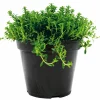 Bohnenkraut T14 ^ Plantiflor Outlet