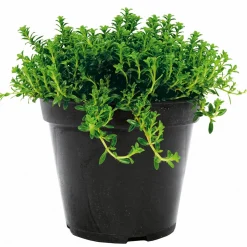 Bohnenkraut Topf 12 cm ^ Plantiflor Outlet