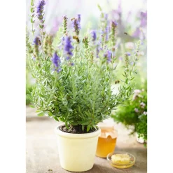 Bohnenkraut Topf 12 cm ^ Plantiflor Outlet