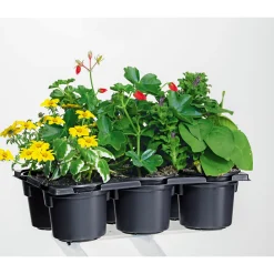 Bunter Balkonkasten Tradition 6er-Pack ^ Plantiflor Discount