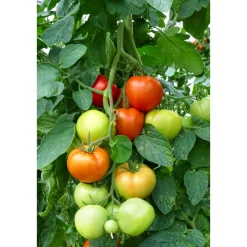 Cherrytomate plastikfrei Topf Durchmesser 12 cm ^ Plantiflor Clearance