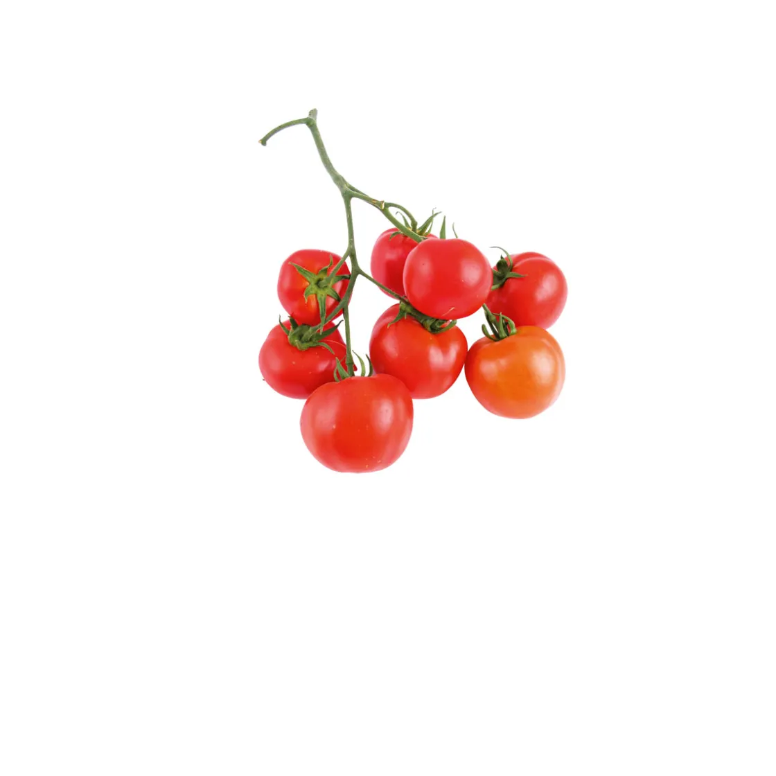Cherrytomate plastikfrei Topf Durchmesser 12 cm ^ Plantiflor Clearance