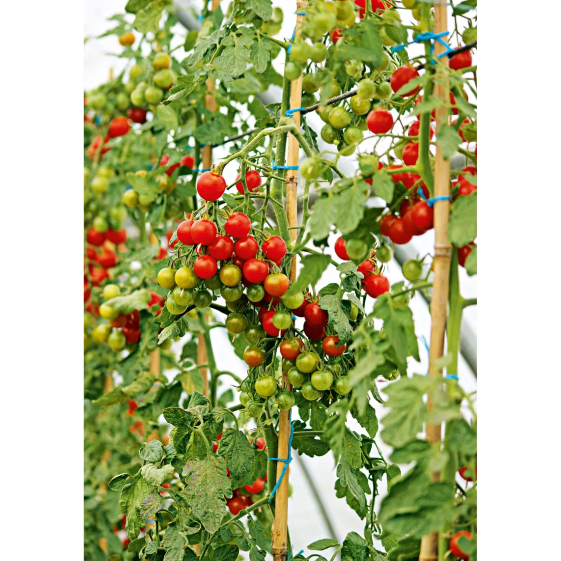 Cherrytomate plastikfrei Topf Durchmesser 12 cm ^ Plantiflor Clearance