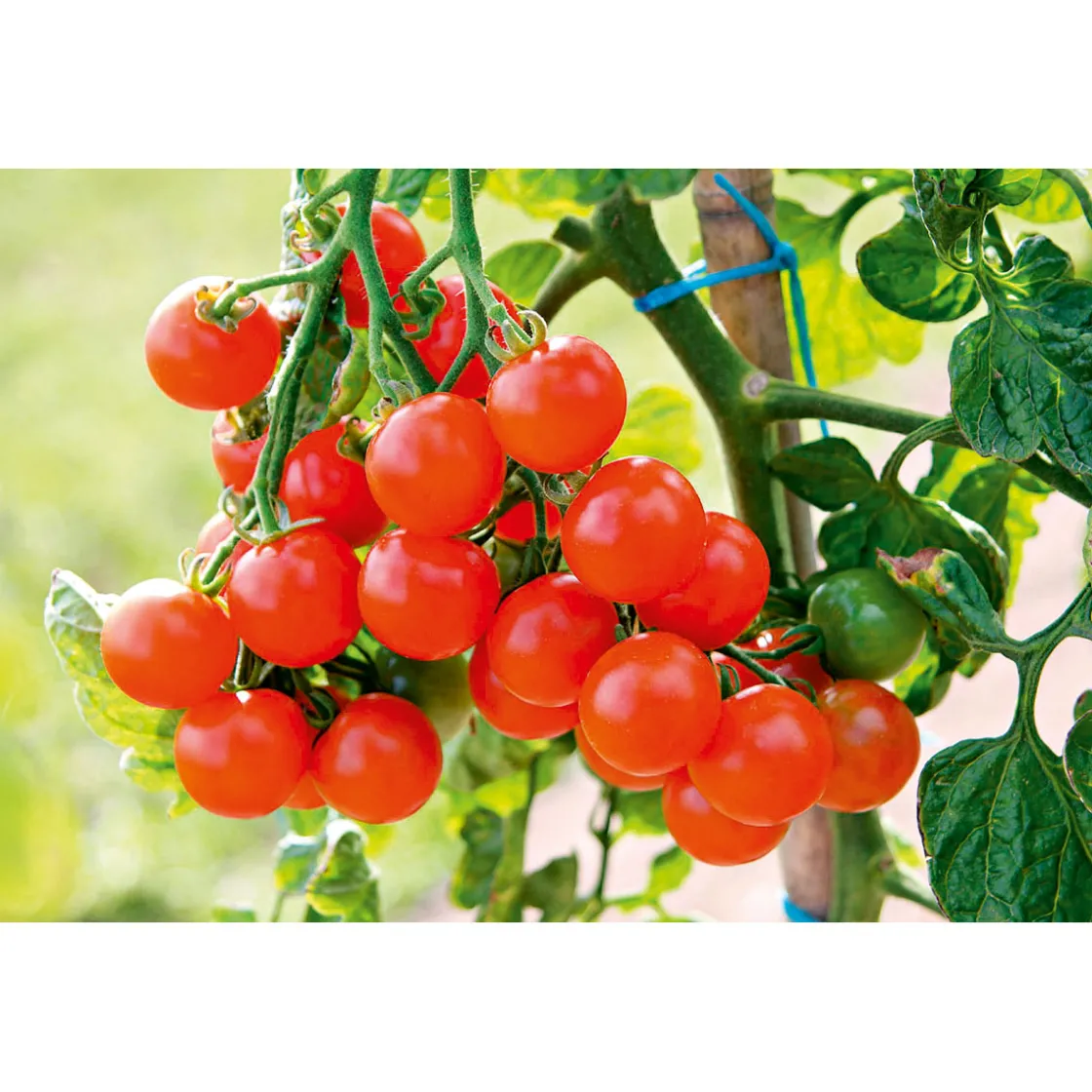 Cherrytomate plastikfrei Topf Durchmesser 12 cm ^ Plantiflor Clearance