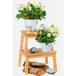 Christrose Christmas Carol Top Durchmesser 12 cm ^ Plantiflor Online